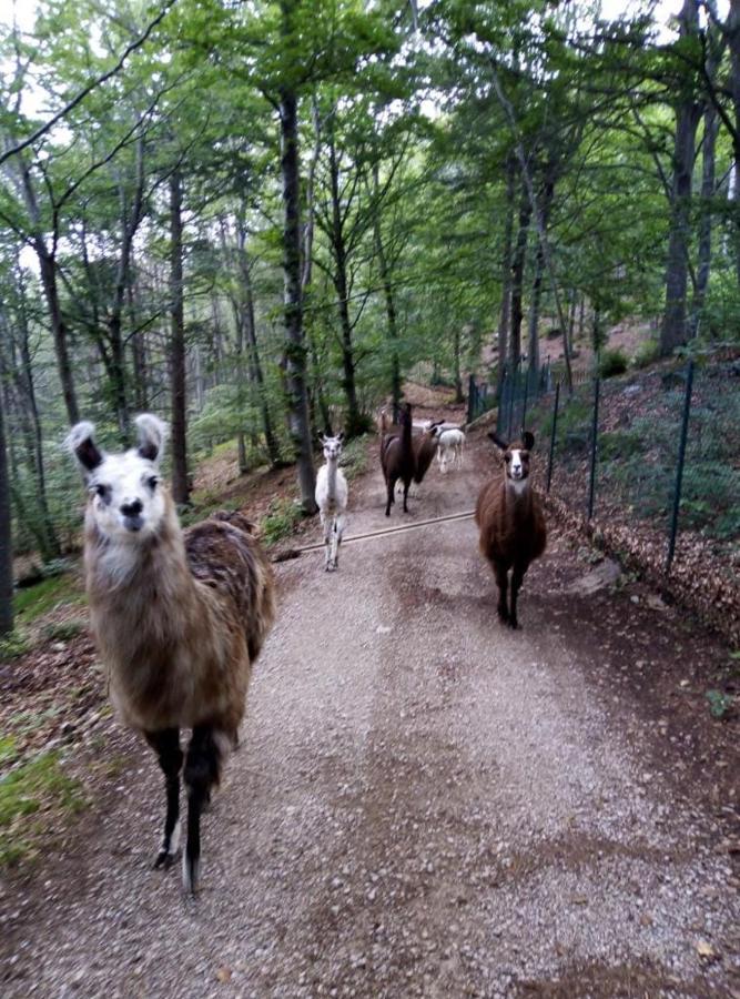 Agriturismo Athabaska San Lorenzo Dorsino Buitenkant foto